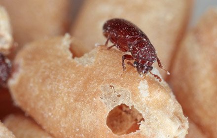 grain beetles control