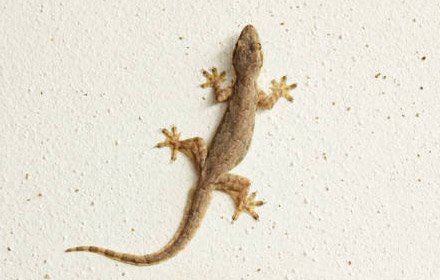 lizard control