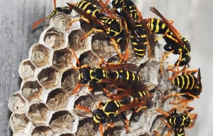 wasp nest control
